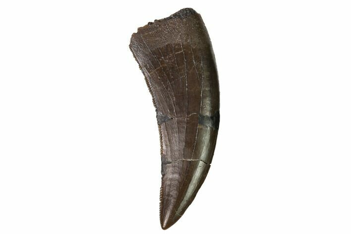 Rare, Serrated, Megalosaurid (Marshosaurus) Tooth - Colorado #169041